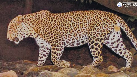 Leopard News 