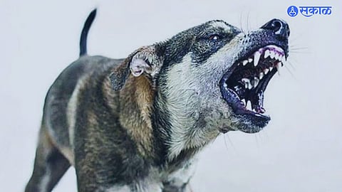 Stray Dogs Killed Child