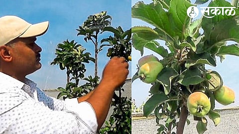 apple crop & Bharat boliz at niphad