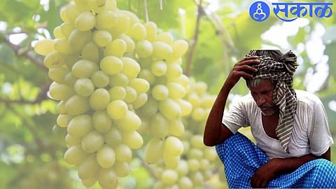 grapes