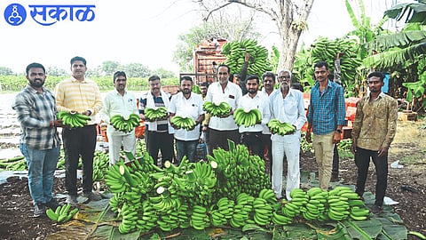 Anil Patil, a progressive farmer, showing the bunch of bananas to be exported.
