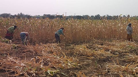 Sorghum