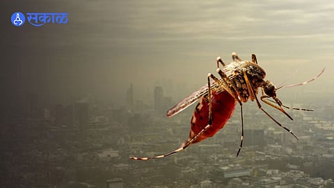 mosquto