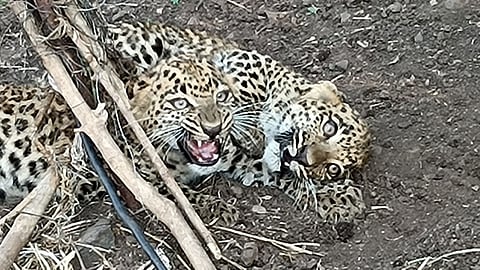 Leopard
