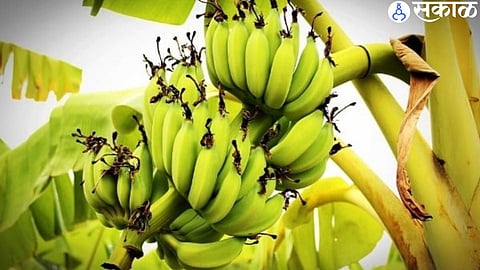 Banana Crop