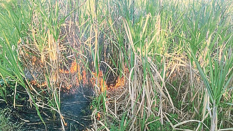 Sugarcane Fire in Shirala Sangli