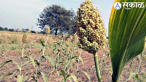 Rabi crops hit due to adverse weather conditions Jalgaon Agriculture News