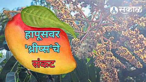 Hapus Mango