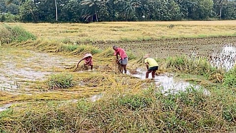 number of farmers rice wheat producers decreased economic survey report of bihar 