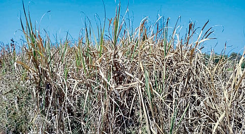 Problem of surplus sugarcane critical in Ghansawangi Farmers are desperate not getting harvest jalna