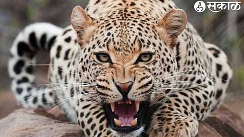 leopard