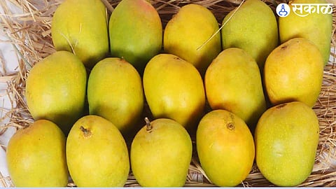 Mango 