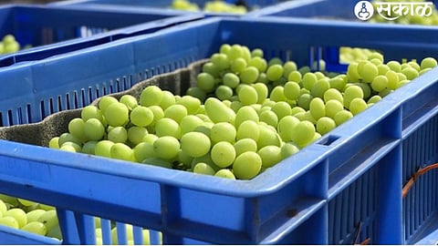 grapes