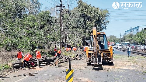 Fifty year old trees felled on Pune Road.
