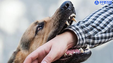 stray dog ​​attack