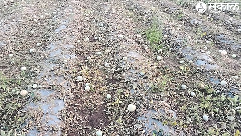 Watermelon, Melon crops in the fields here and dried vines and fruits.