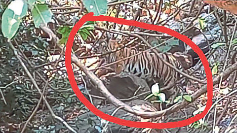 Talkat Forest Tiger