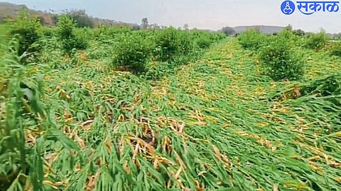 Unseasonal Rain Damage (file photo)