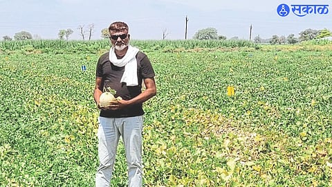 A bumper crop of melons grown by Rahul Patil in Shivar