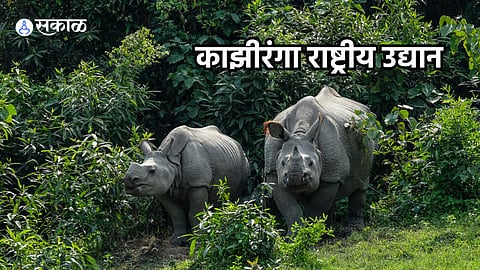 Kaziranga National Park 
