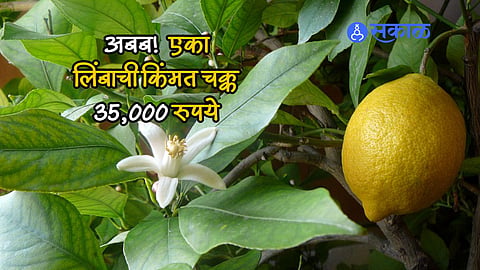 Lemon Sold to 35000