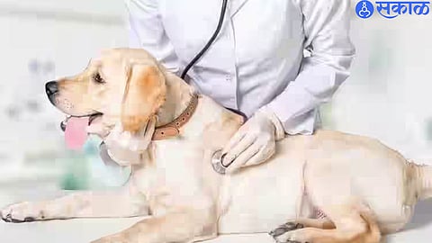 Dog sterilization centre (file photo)