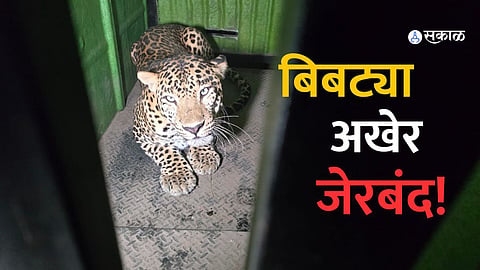 Escaped leopard from Katraj Zoological Museum finally trapped-srk94