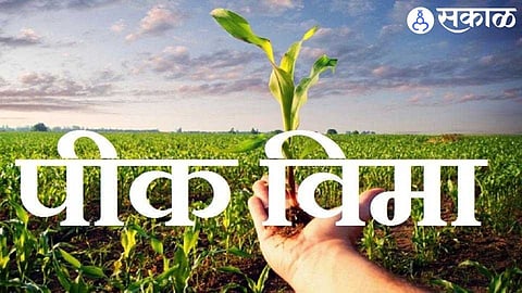 Crop Insurance 