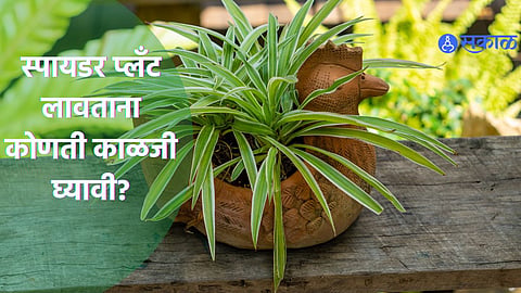 Spider Plant: