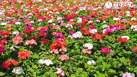 Geranium Farming