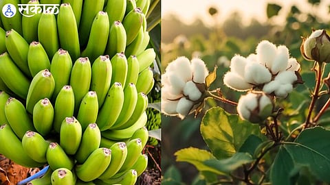 Banana Crop, Cotton Crop 