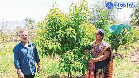Farmer showing the nutmeg tree in the field Dashrath tree and Manisha tree.
