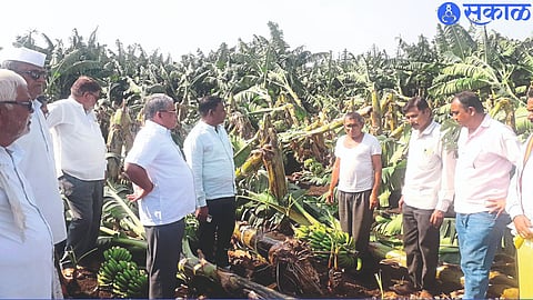 MLA Kashiram Pawara while discussing with banana farmers 