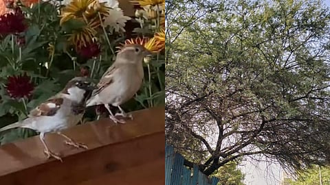 World Sparrow Day