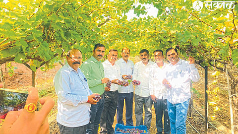 Agriculture officials inspecting the creamsun grapes produced in farmer Kailas Waje's farm.