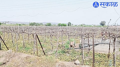 Rough pruning of grape vines in Ravindra Borgude's farm recently.

