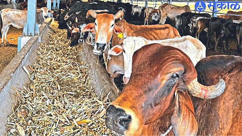 Due to shortage of fodder in Ujjwal Goshala, the problem of satisfying the hunger of animals has arisen.