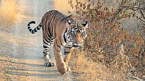 Tiger