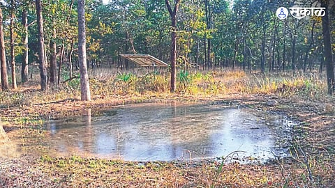 मार्च महिन्यातच आटले जंगलातील पाणवठे, वन्यप्राणी गावाच्या आसऱ्‍याला ; कृत्रिम पाणवठ्यावर भागणार तहान
