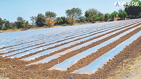 mulching paper use in the field.