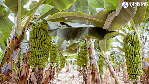 banana orchard