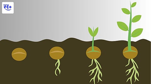 soil and crop 