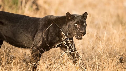 Black Panther