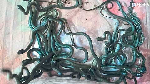 26 snake found at bhilgaon kamthi bisan gondane house nagpur

