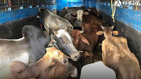 Major Cow Slaughter Racket Busted in Phulambri