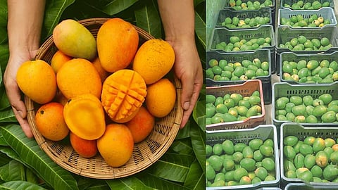 mango king of summer fruit