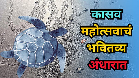 Olive Ridley Turtle