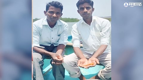 Sighting of rare seahorse in Kalinjar Rich and rare marine life raigad

