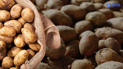 Potato News: गुढी पाडव्याच्या पार्श्‍वभूमीवर बटाटे महागले; सर्वसामान्यांचे बजेट कोलमडण्याची शक्यता