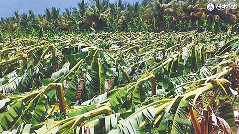 Unseasonal Rain Damage (file photo)